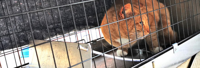 Vild kat fanget i en fælde