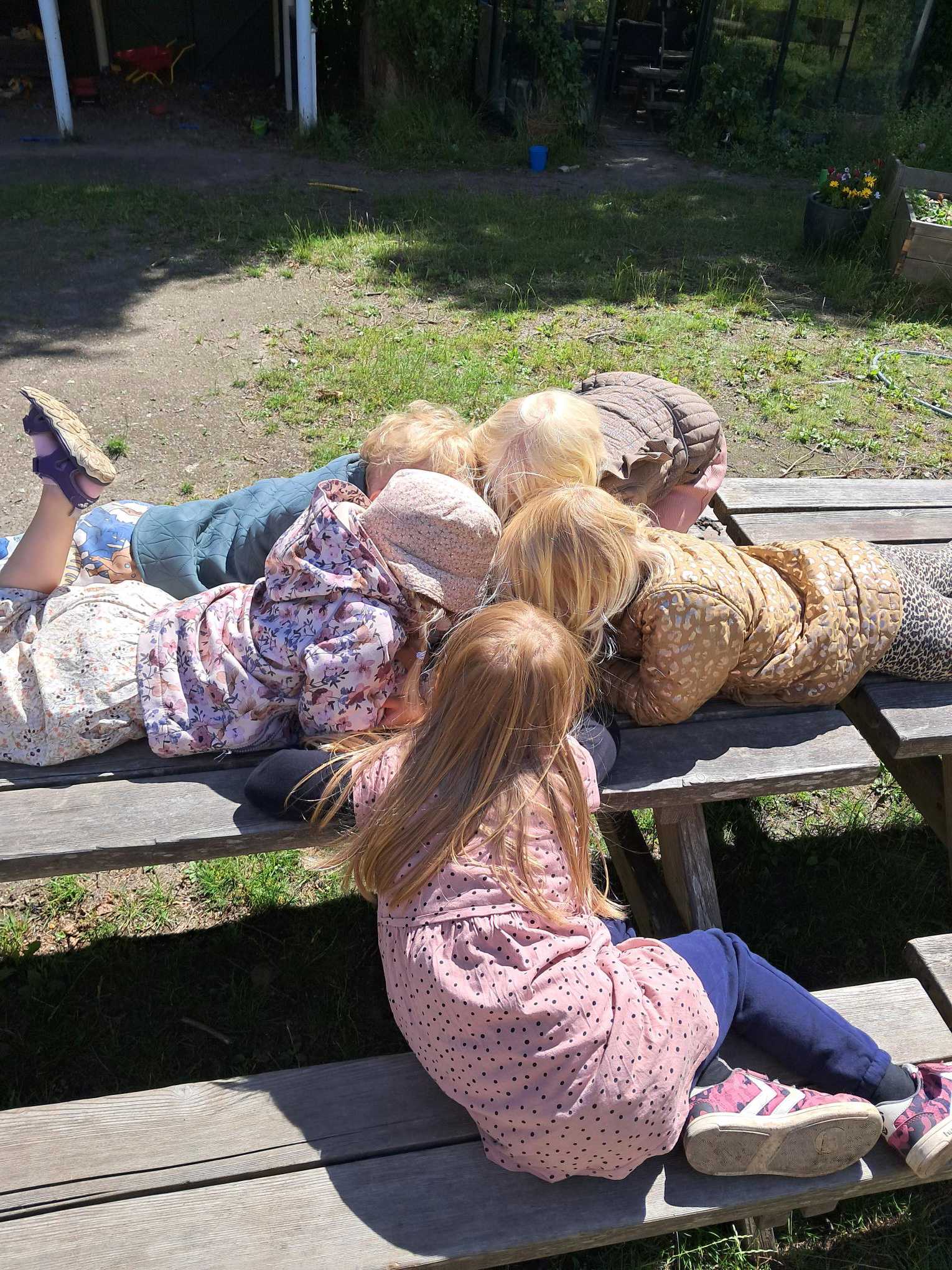 Børn der kigger på billeder af insekter