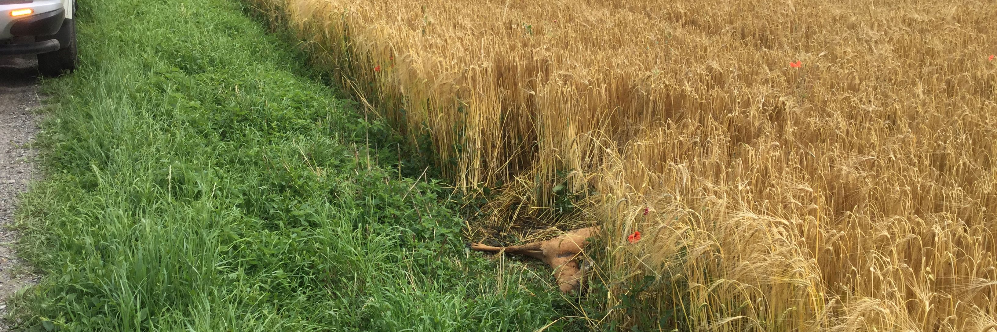 Dødt rådyr i skellet mellem grøn græsrabat og en gylden bygmark