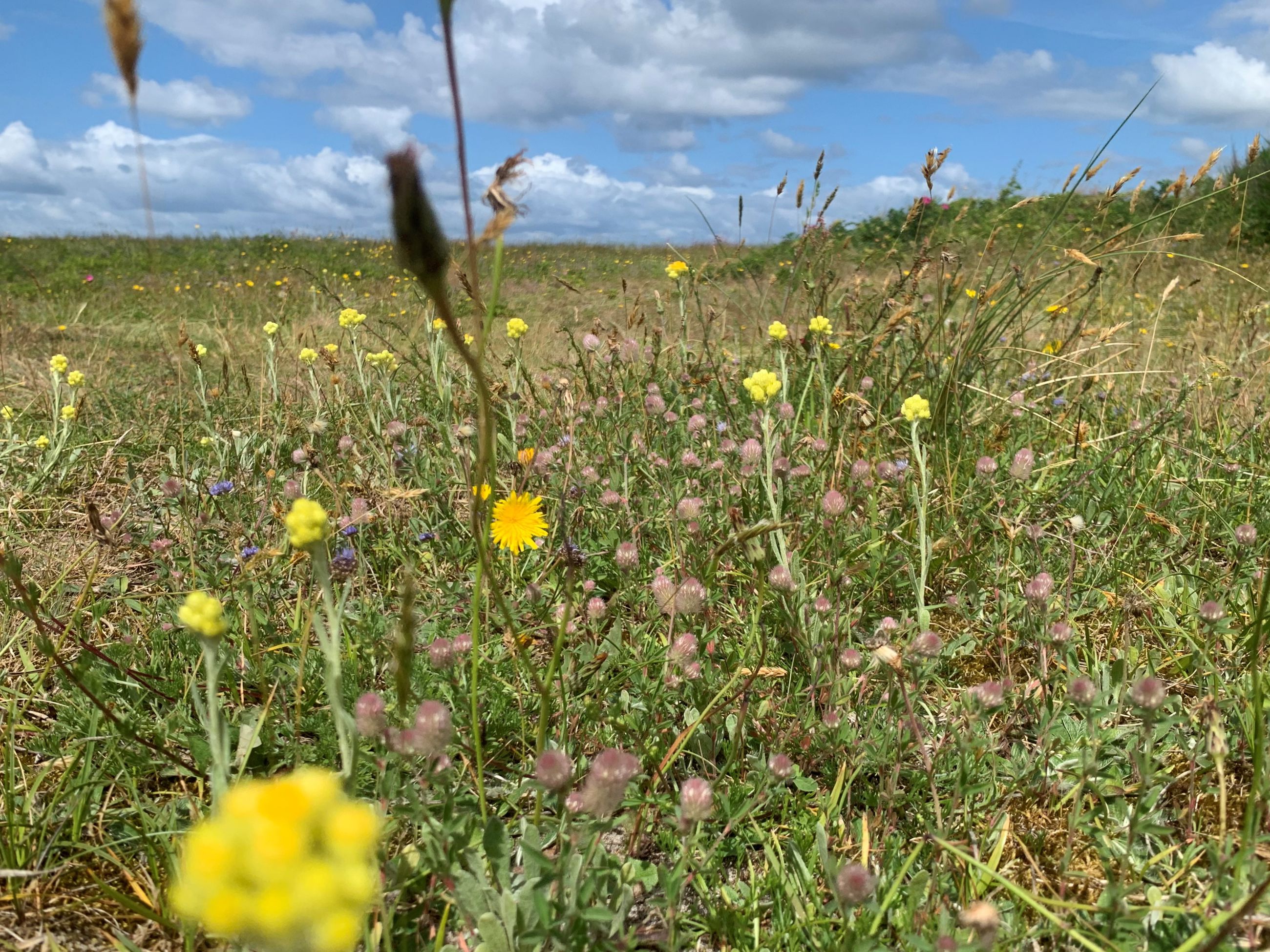 Eng med forskellige vilde blomster