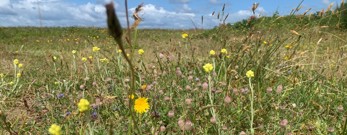Eng med forskellige vilde blomster