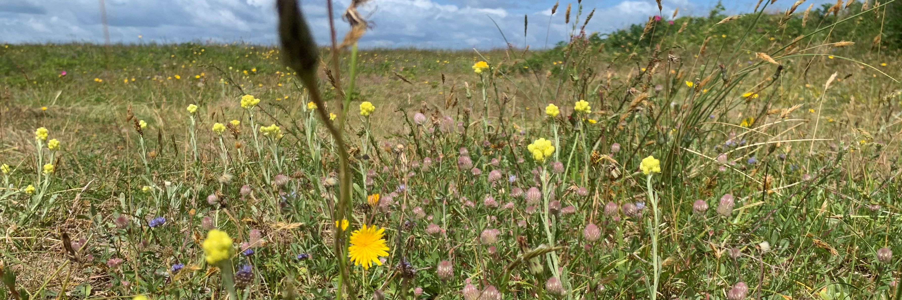 Eng med forskellige vilde blomster