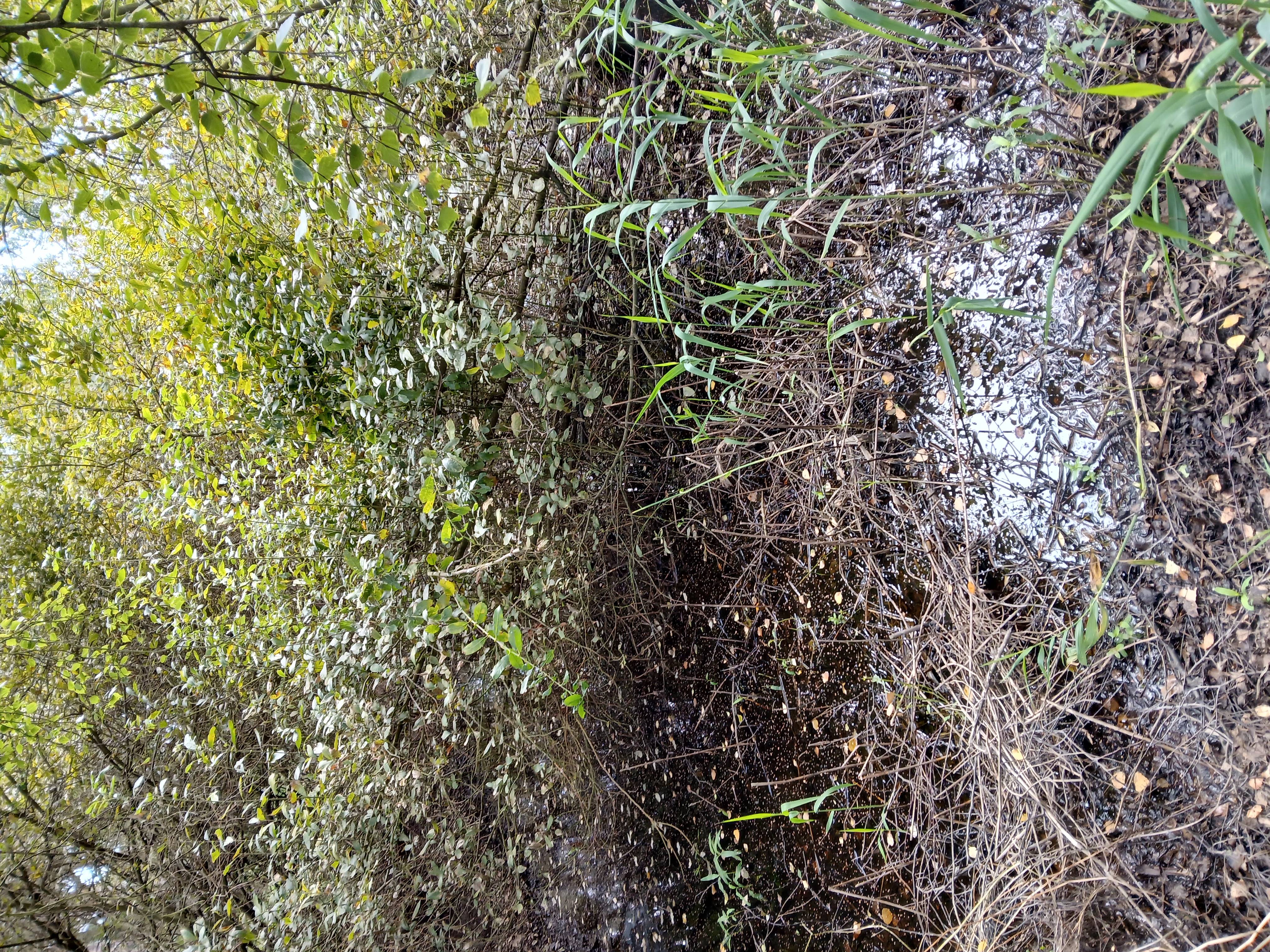 sø, oprensning § 3