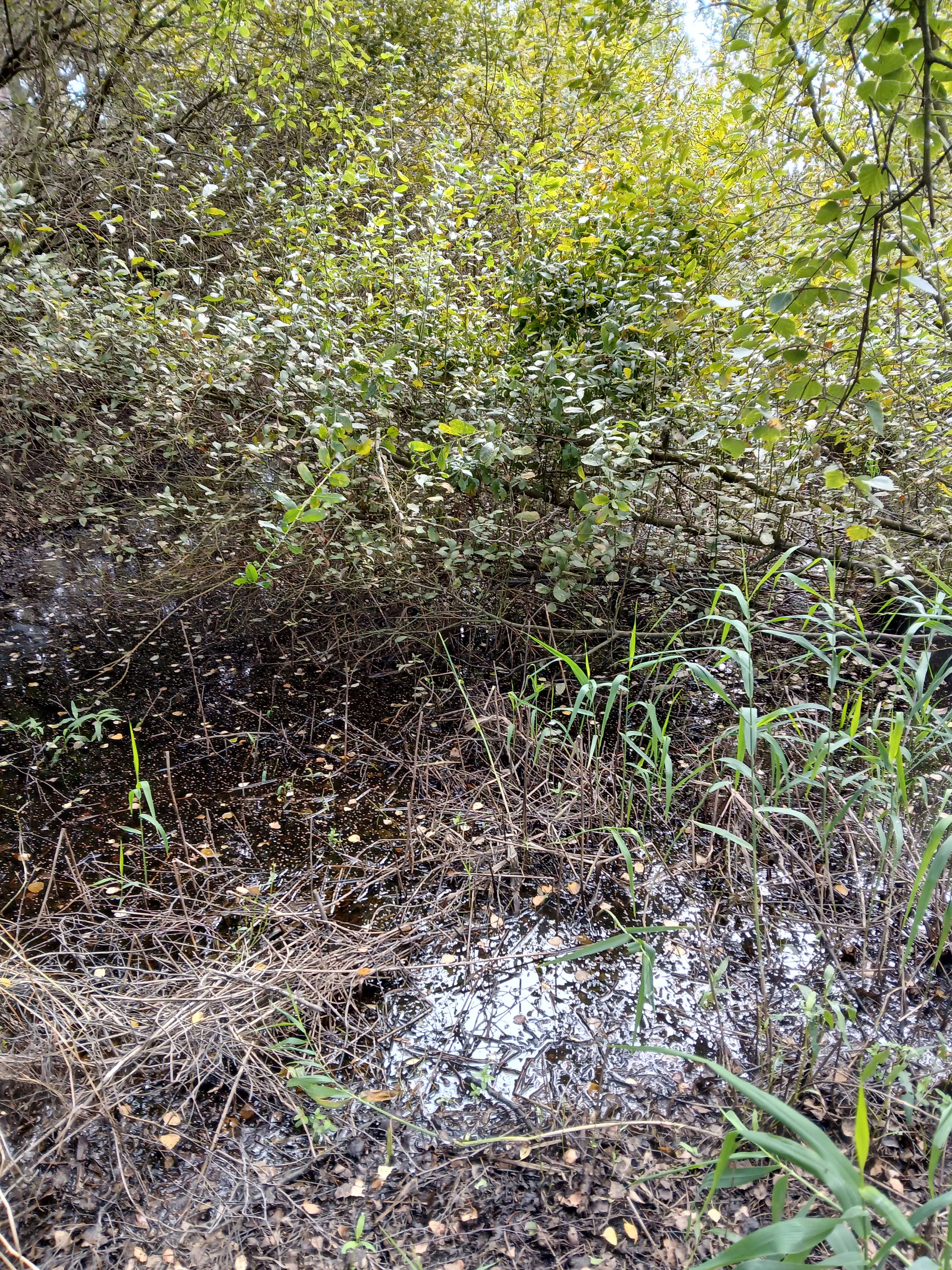 sø, oprensning § 3