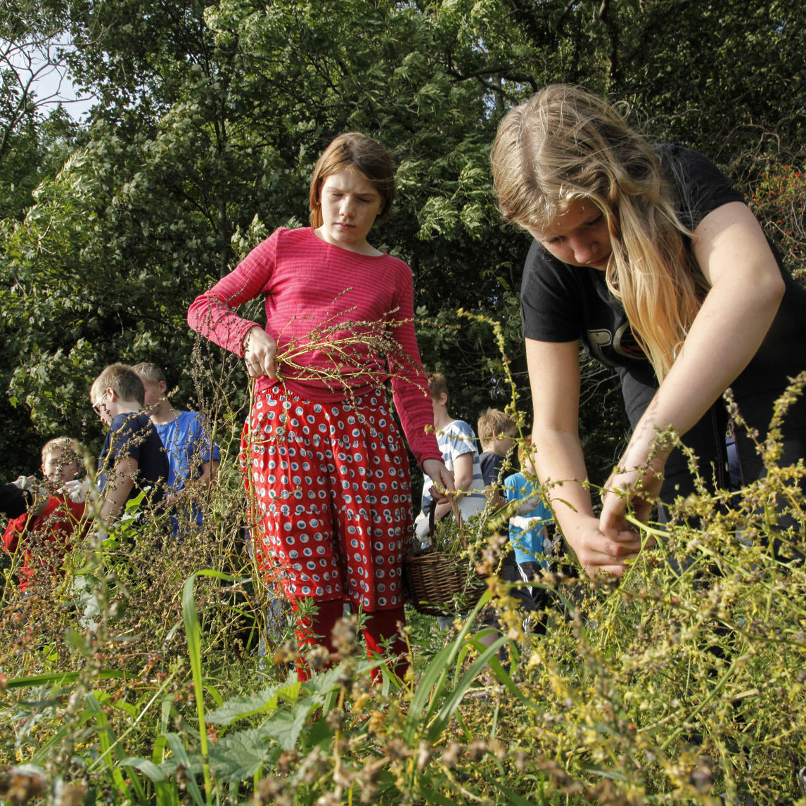 Børn sanker urter i naturen