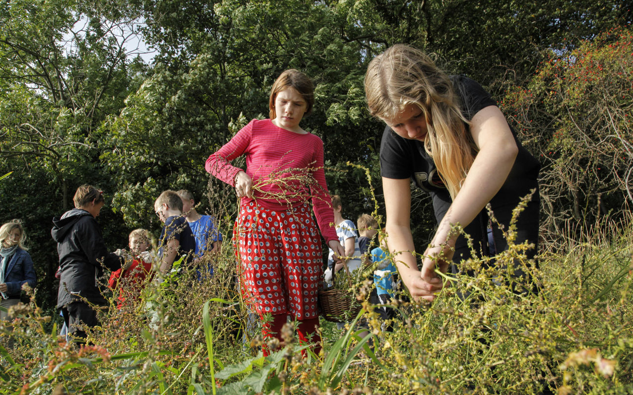 Børn sanker urter i naturen