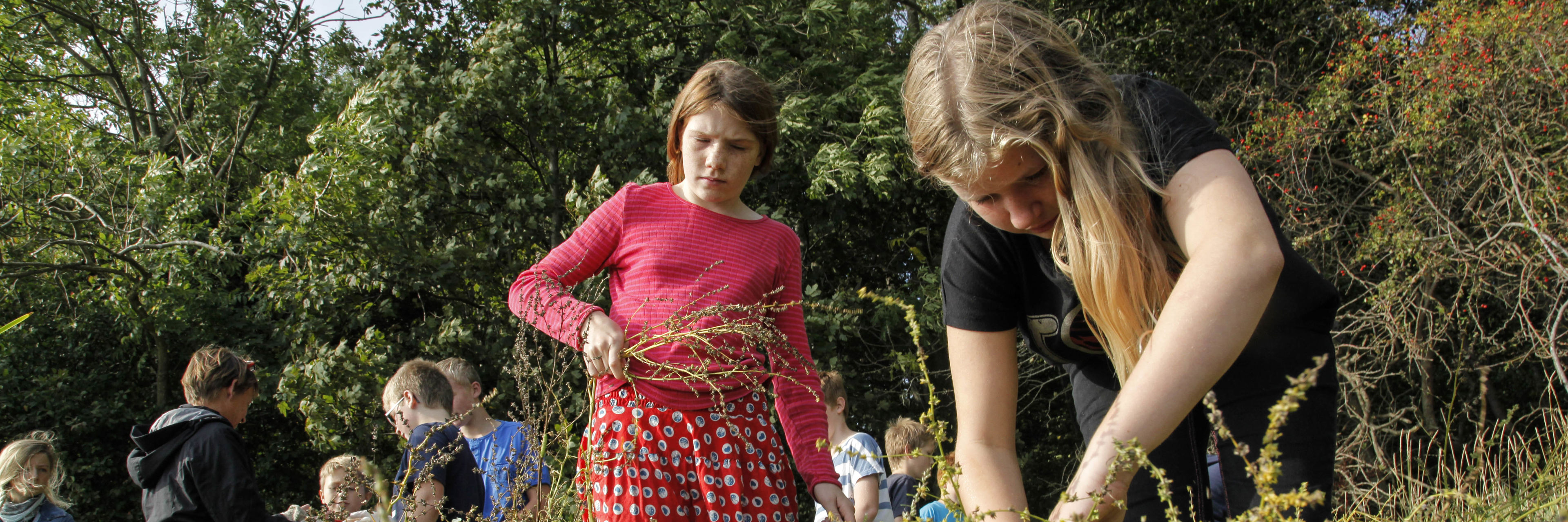 Børn sanker urter i naturen