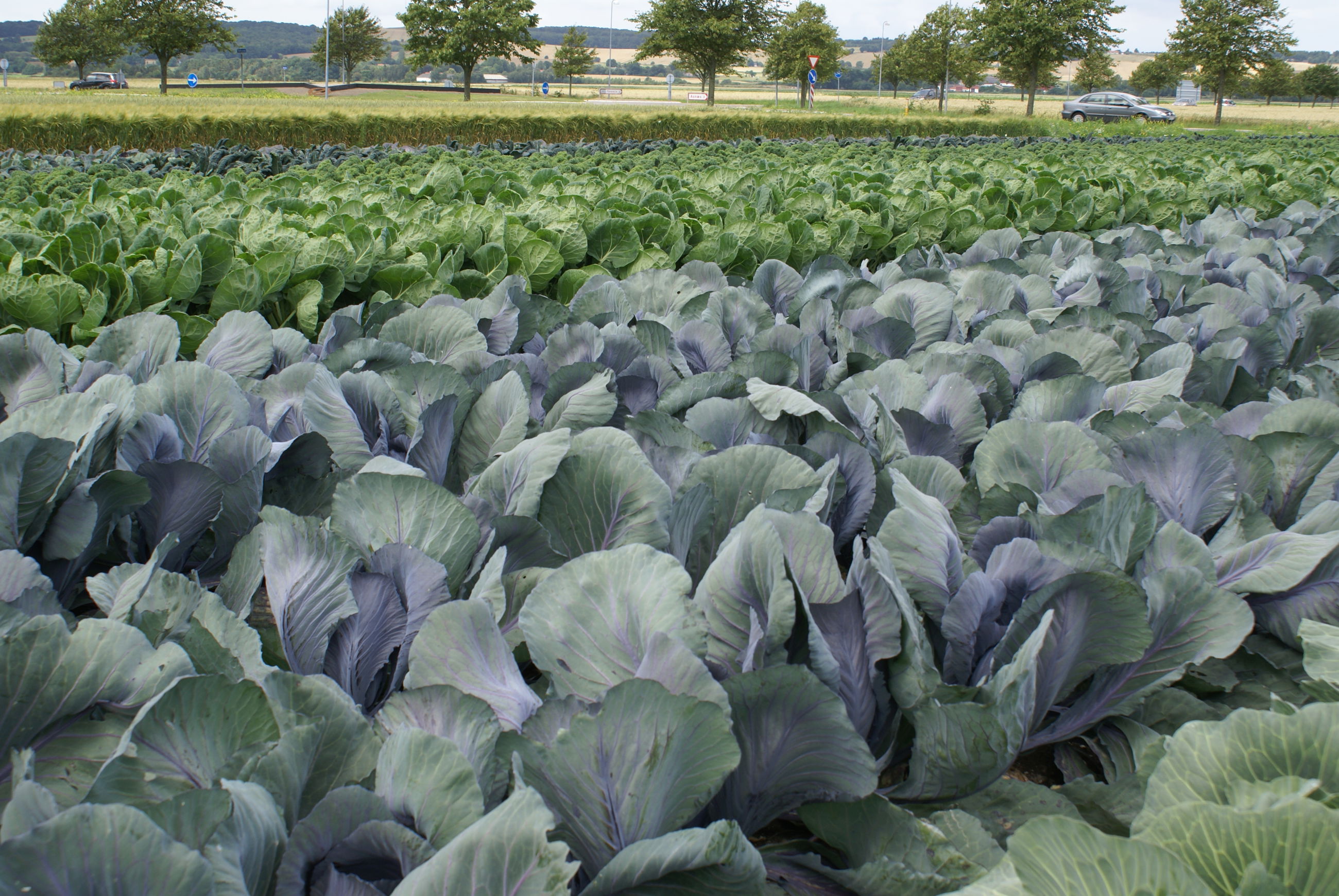 Flotte kålplanter på Besøgsmarken i Fårevejle
