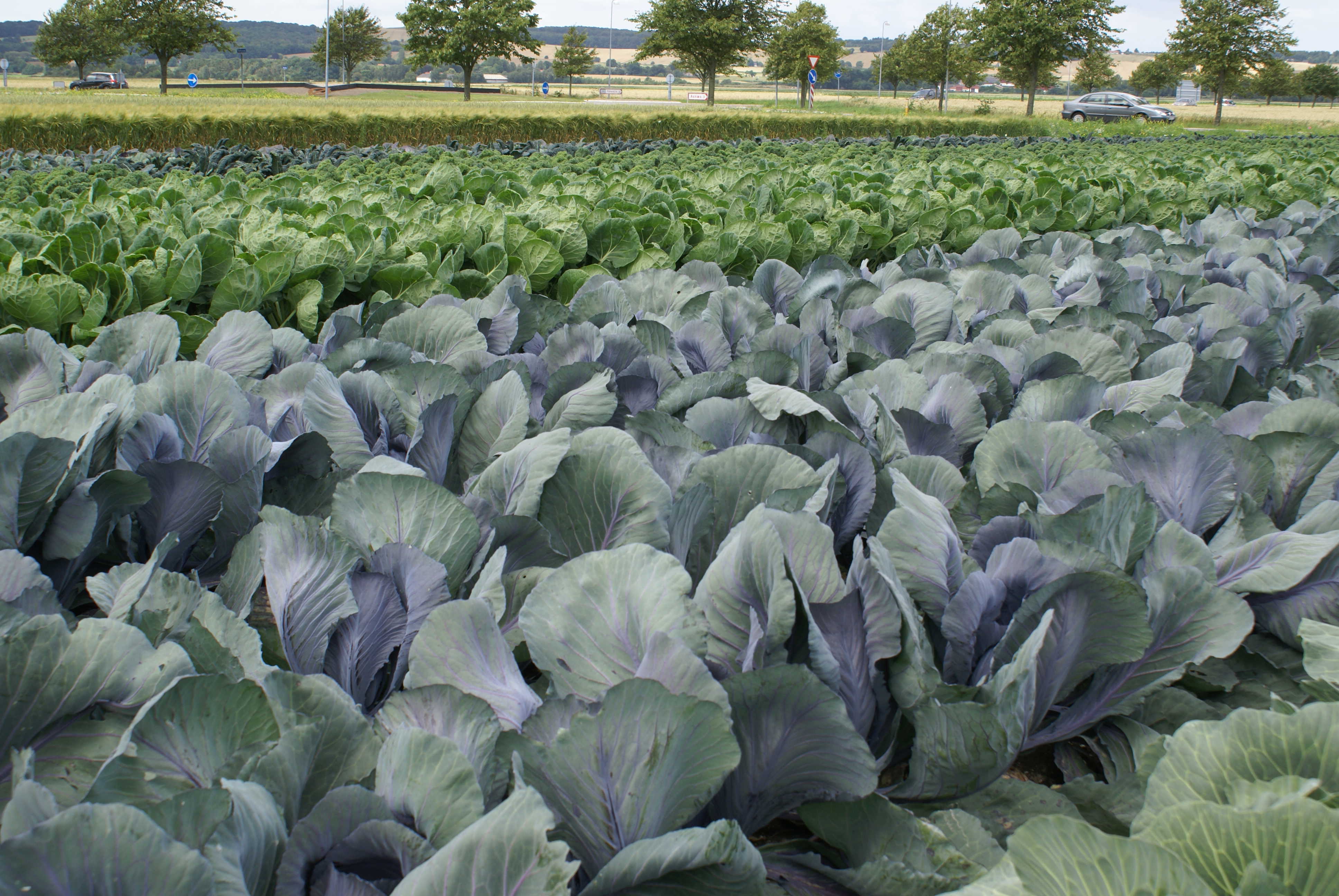 Flotte kålplanter på Besøgsmarken i Fårevejle