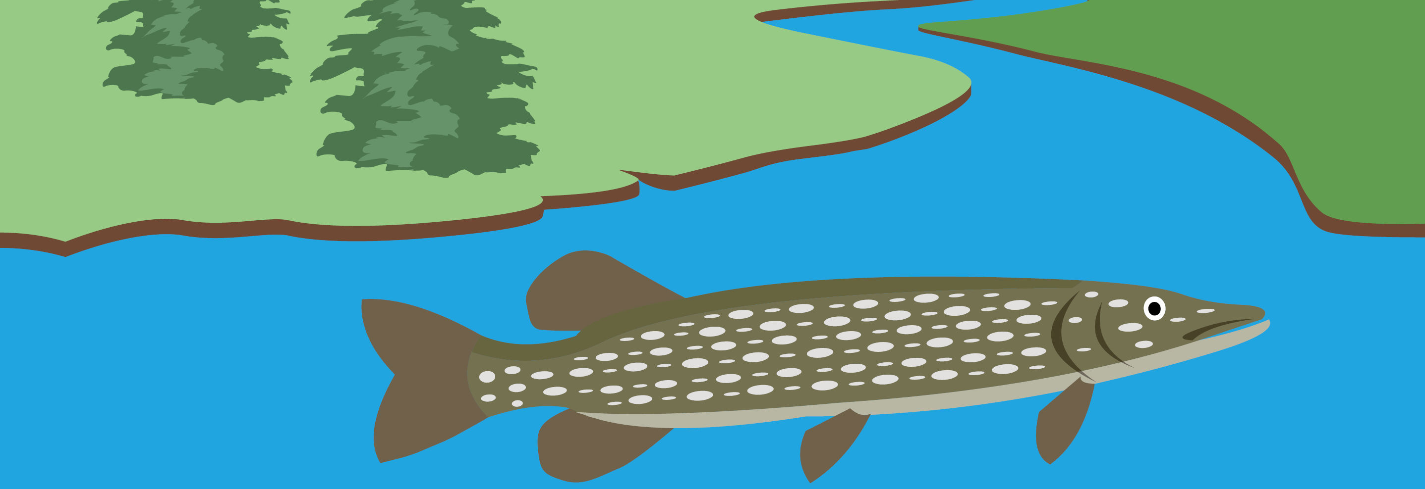 En tegning af en gedde, som svømmer