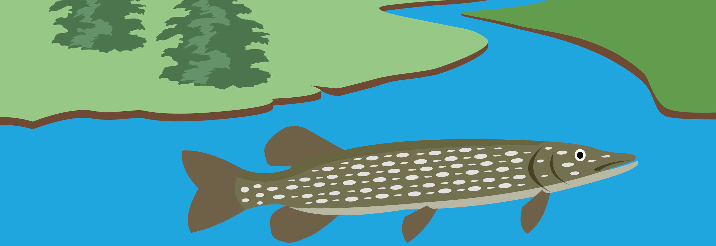 En tegning af en gedde, som svømmer