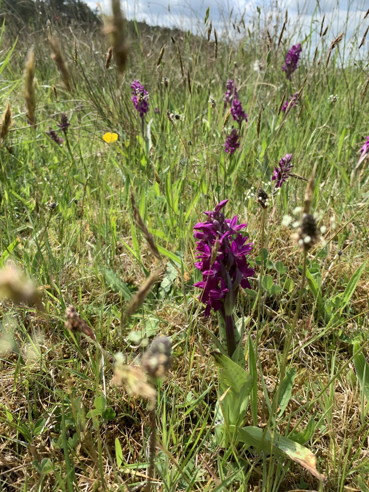 Eksempel på beskyttet natur