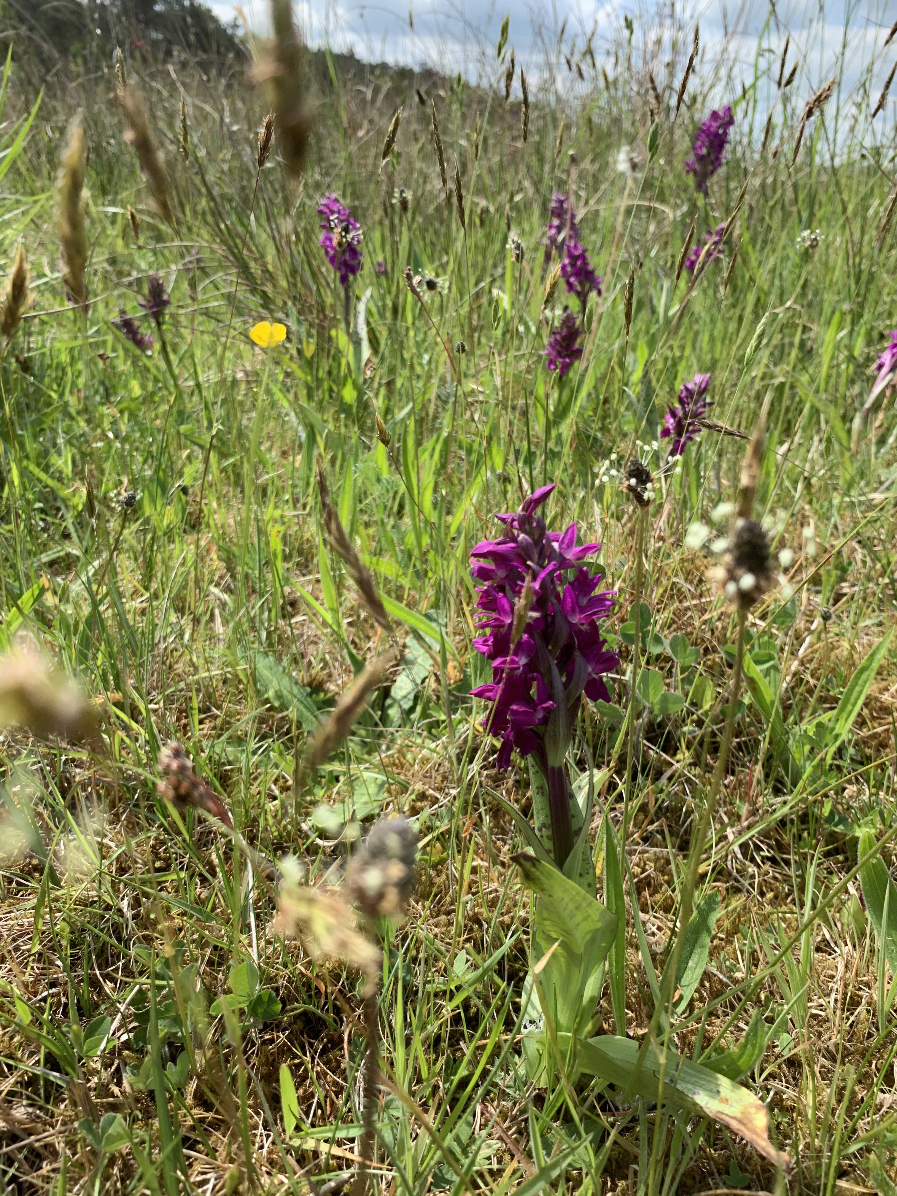 Eksempel på beskyttet natur