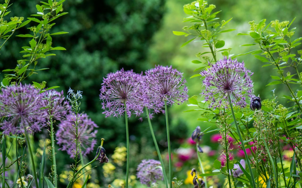 Blomster