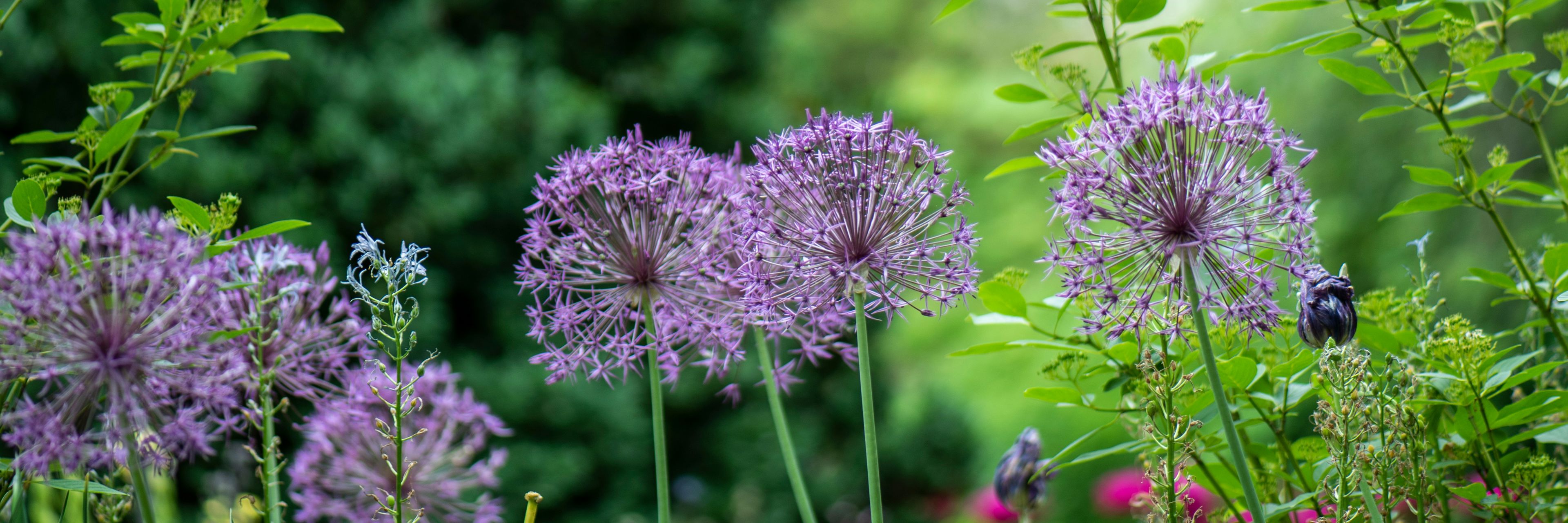 Blomster