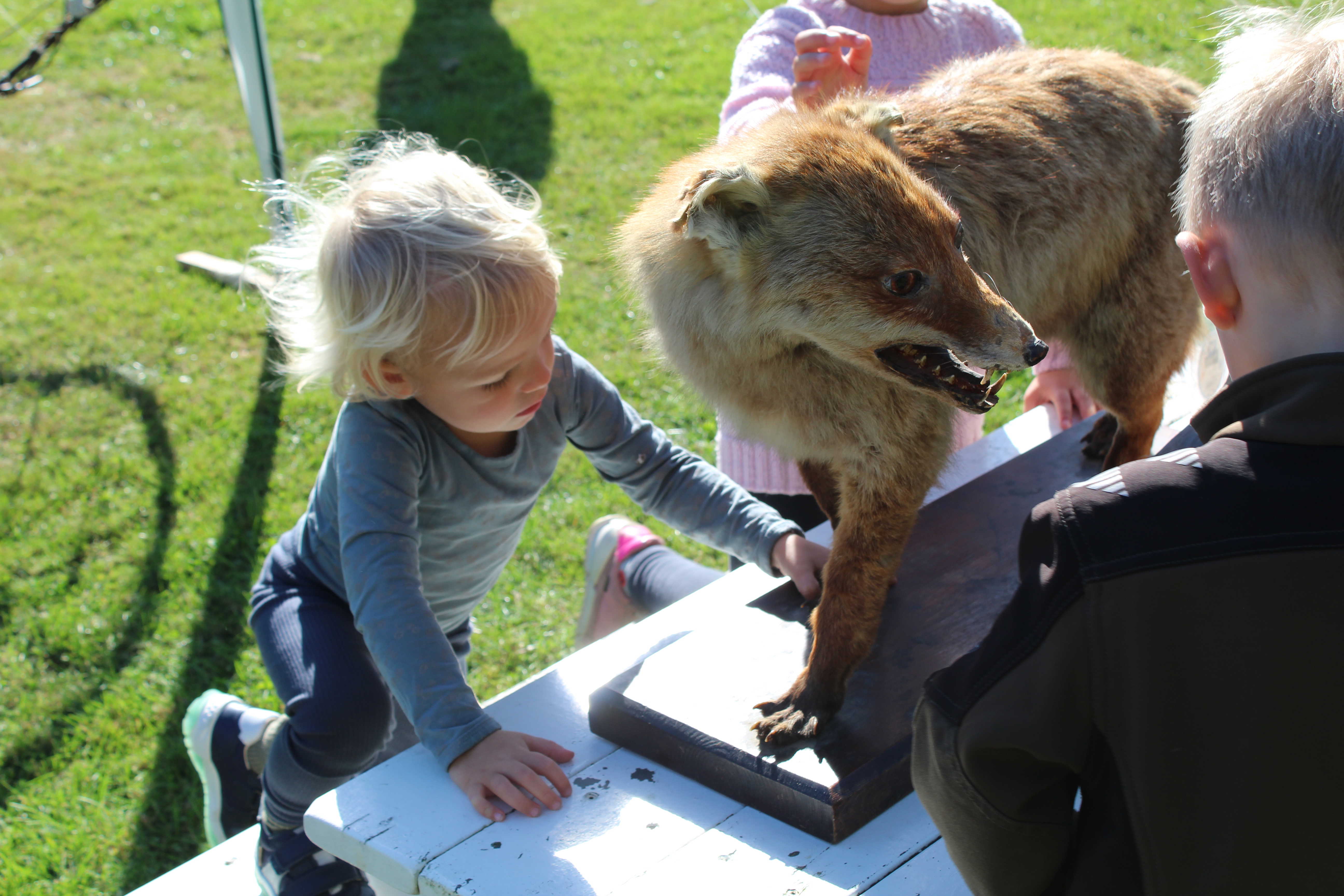 Børn klapper udstoppet ræv