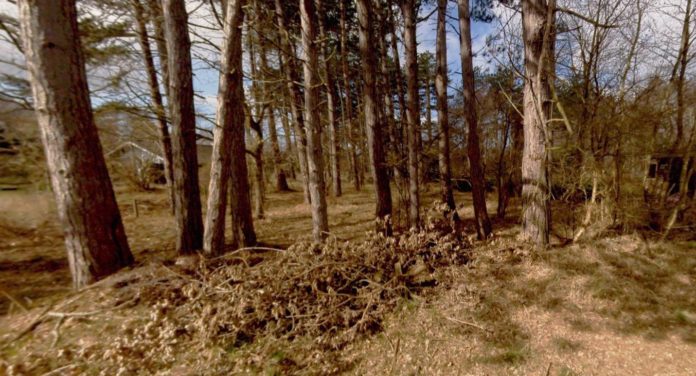 Foto af træer ved gåsemosen 5