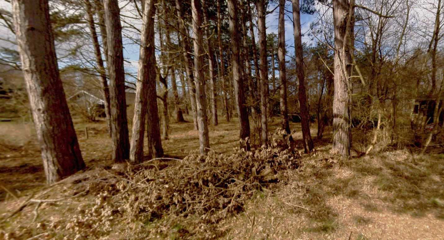 Foto af træer ved gåsemosen 5