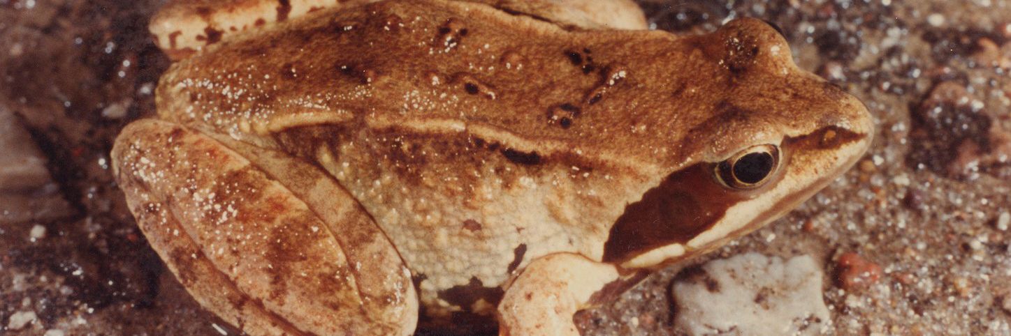 Spidssnudet frø