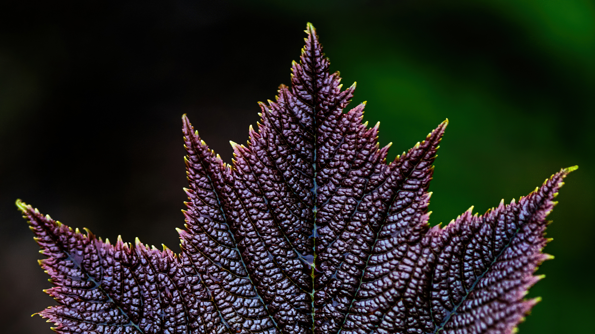 Closeup af et grønt blad