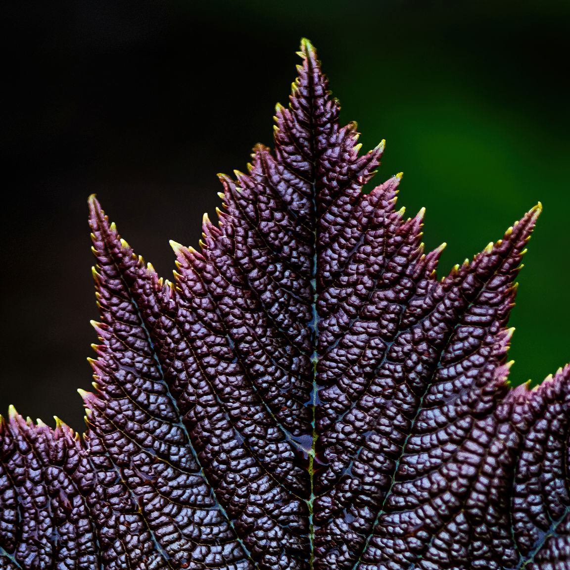 Closeup af et grønt blad