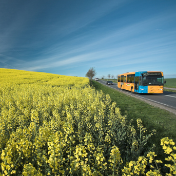 Bus kører på hovedvej langs strålende gul rapsmark og med mørkeblå himmel - måske er der torden på vej