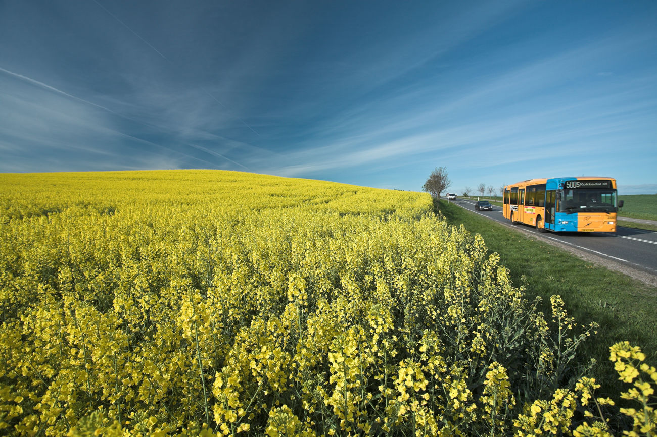 Bus kører på hovedvej langs strålende gul rapsmark og med mørkeblå himmel - måske er der torden på vej