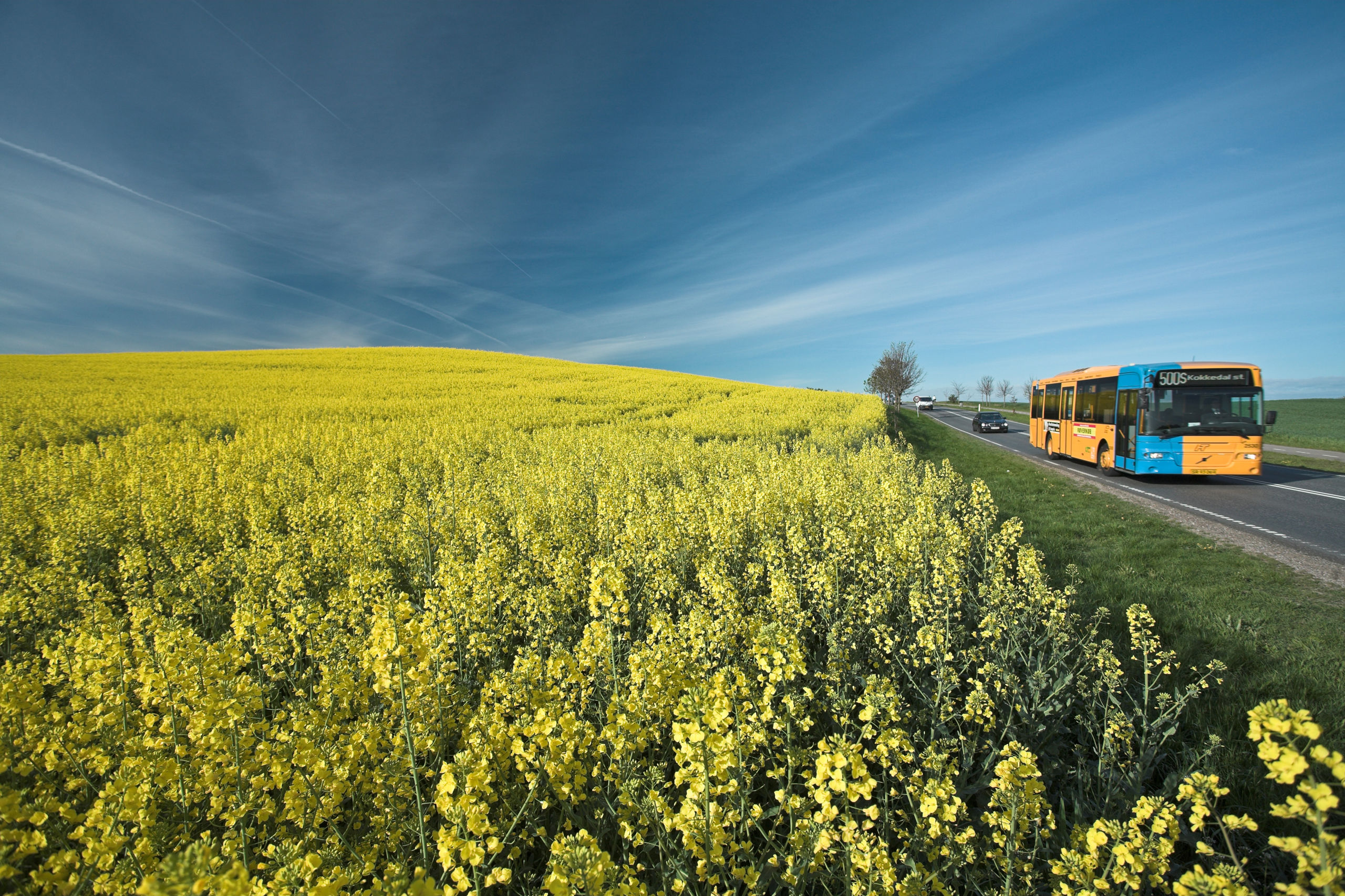 Bus kører på hovedvej langs strålende gul rapsmark og med mørkeblå himmel - måske er der torden på vej