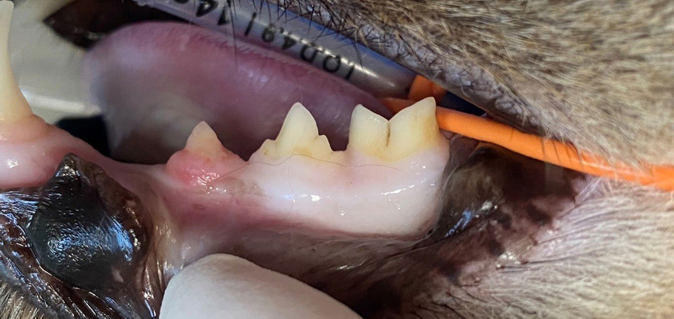 Kattetænder eftersyn