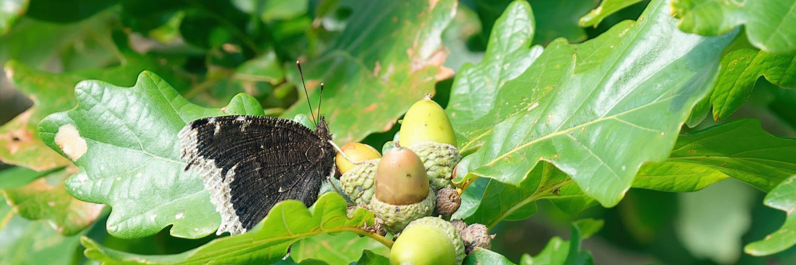 Eg med sommerfuglen Sørgekåbe