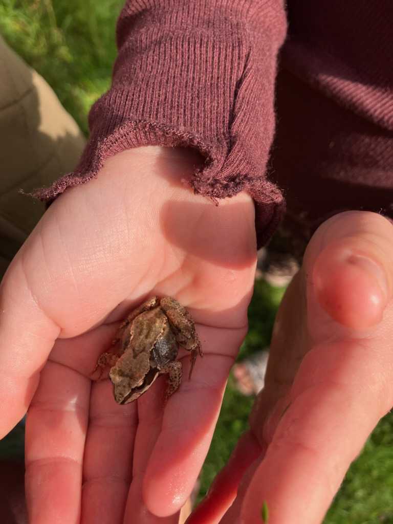 Barnehånd med lille frø