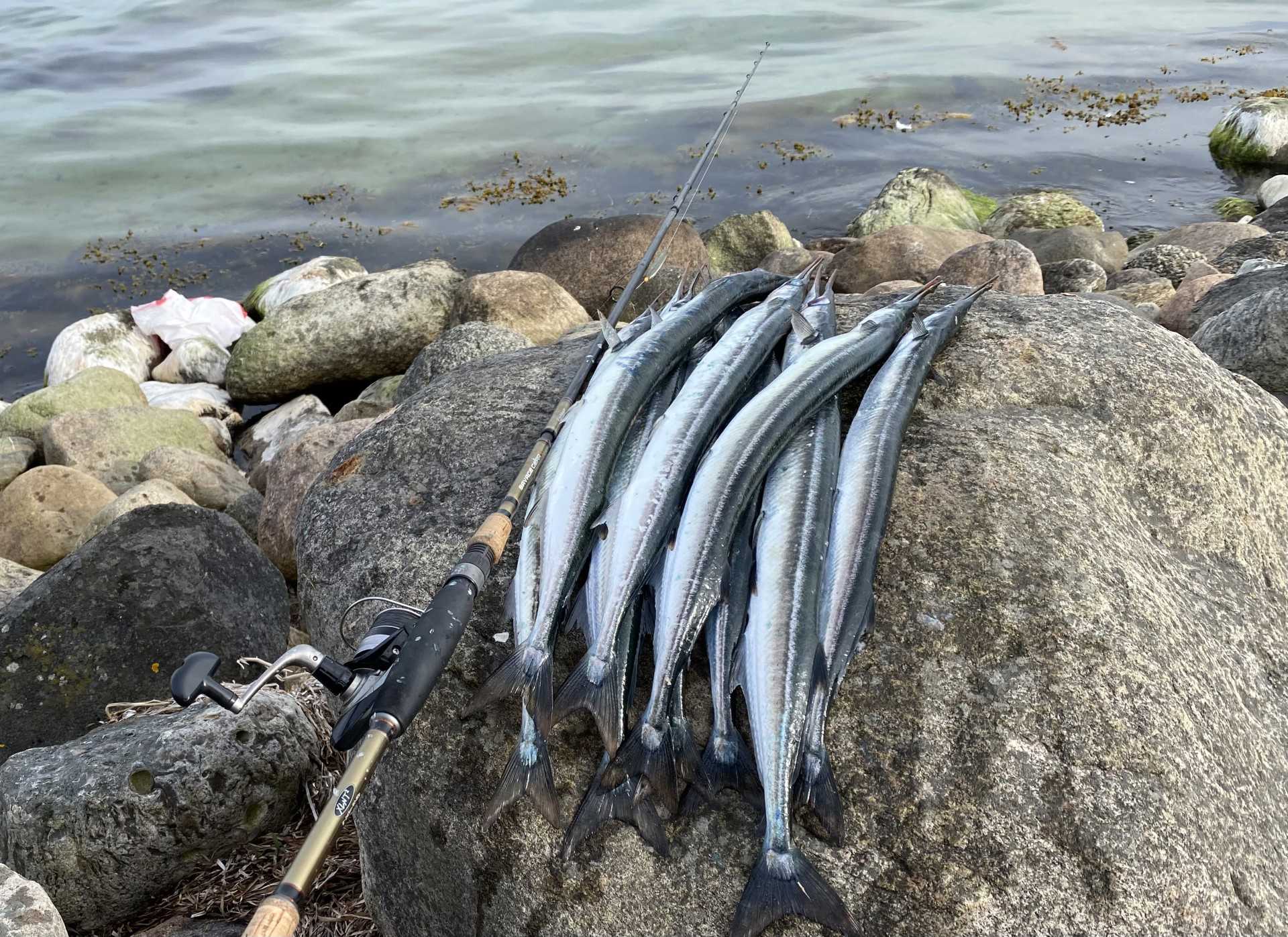 En fiskestang og et bundt hornfisk på en sten ved en strand