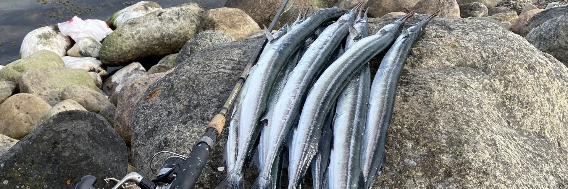 En fiskestang og et bundt hornfisk på en sten ved en strand