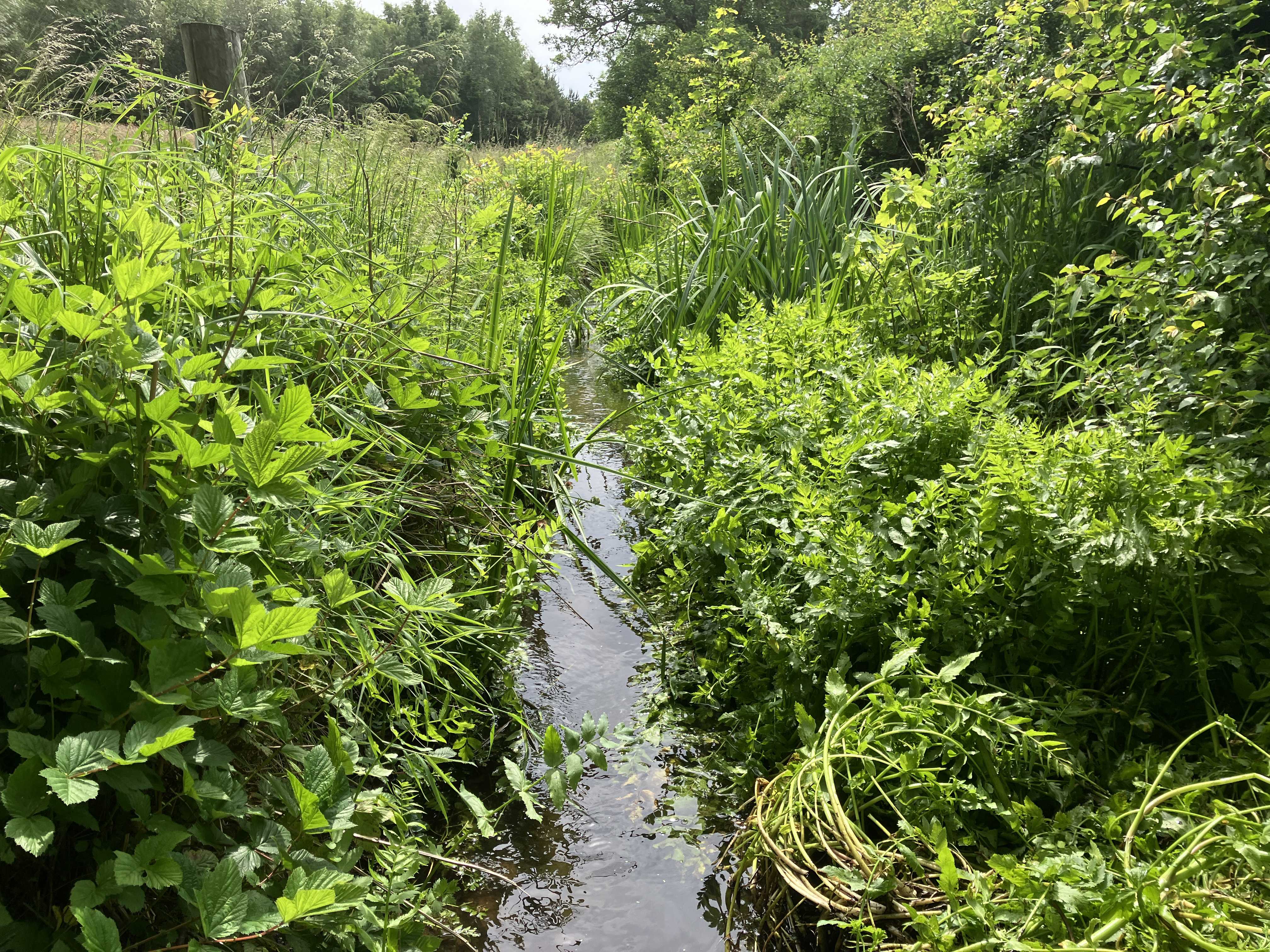 Projektstrækningen i Højby Sørende